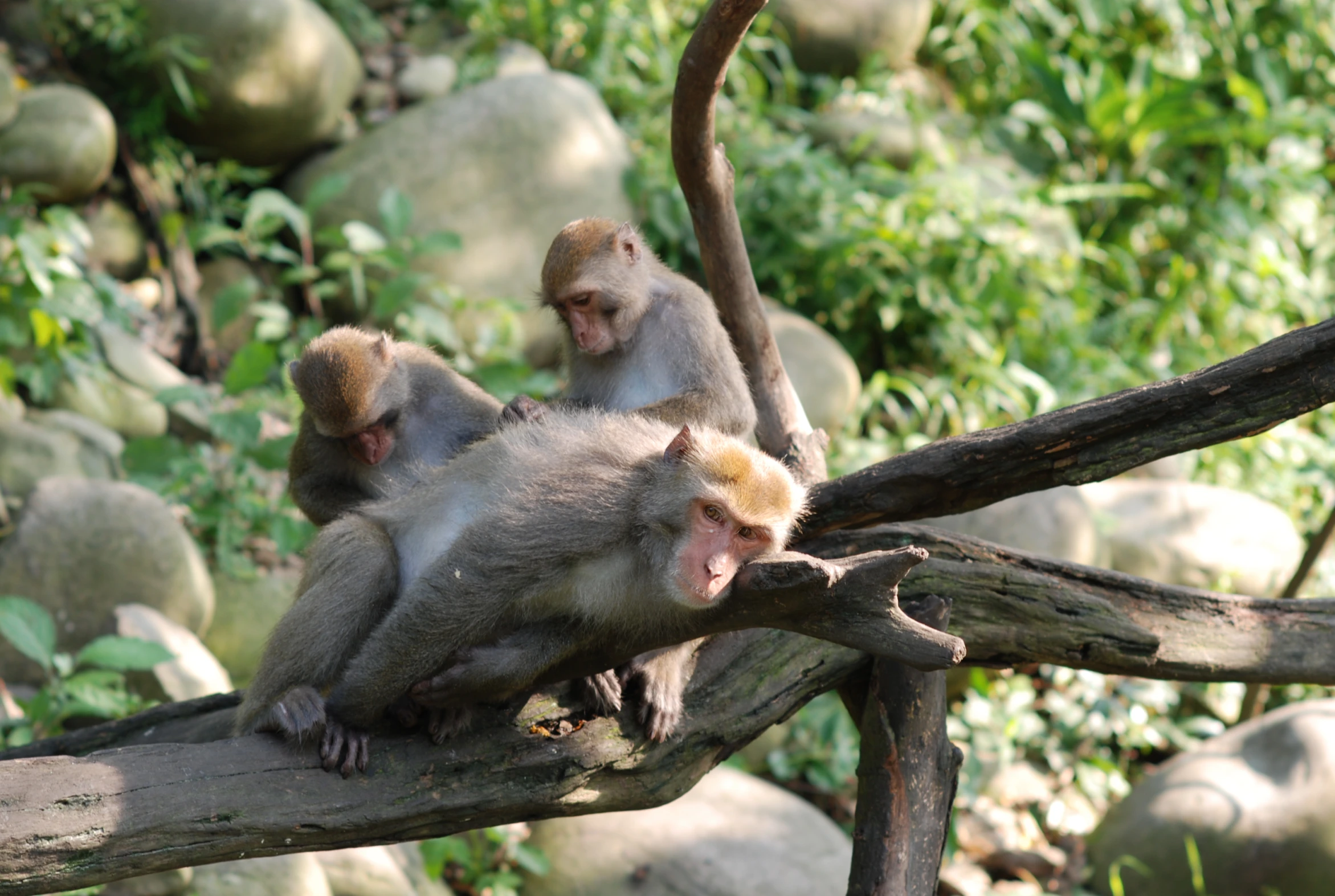 three monkeys that are sitting on some nches