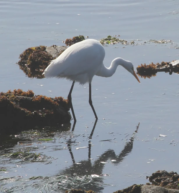 a white egret in a body of water near rocks