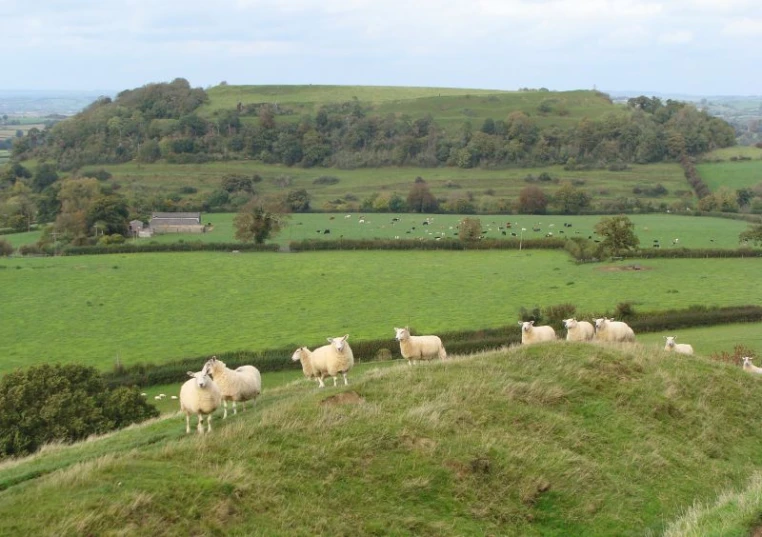 a heard of sheep are walking up a hill