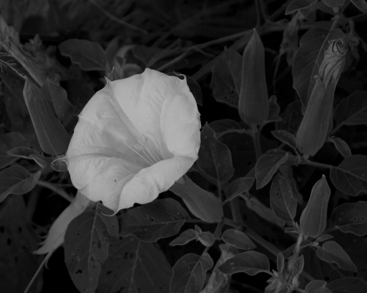 black and white pograph of a flower in full bloom