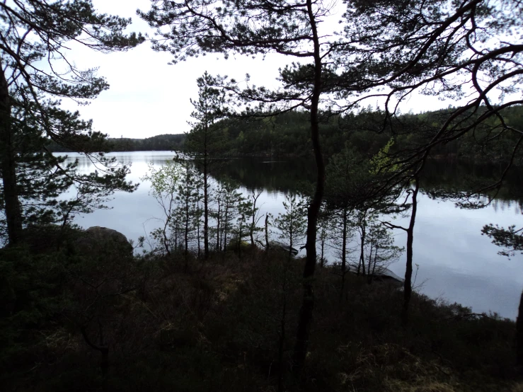 there is a body of water and many trees near the water