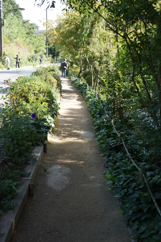 a narrow pathway lined with vegetation near a busy street