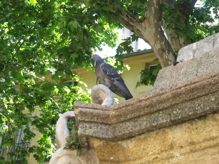 a black bird is perched on top of a wall