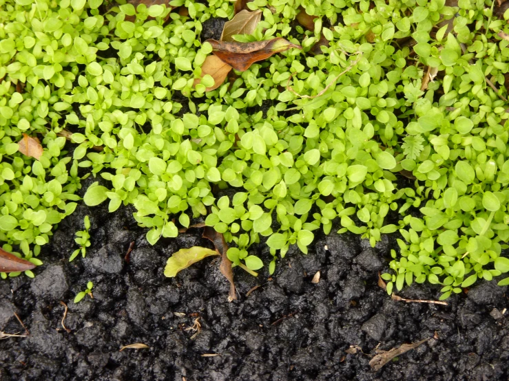 a small patch of ground that has many leaves growing on it