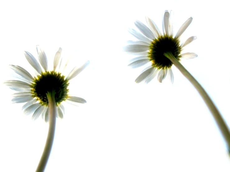 two white flowers on each side of a green stem