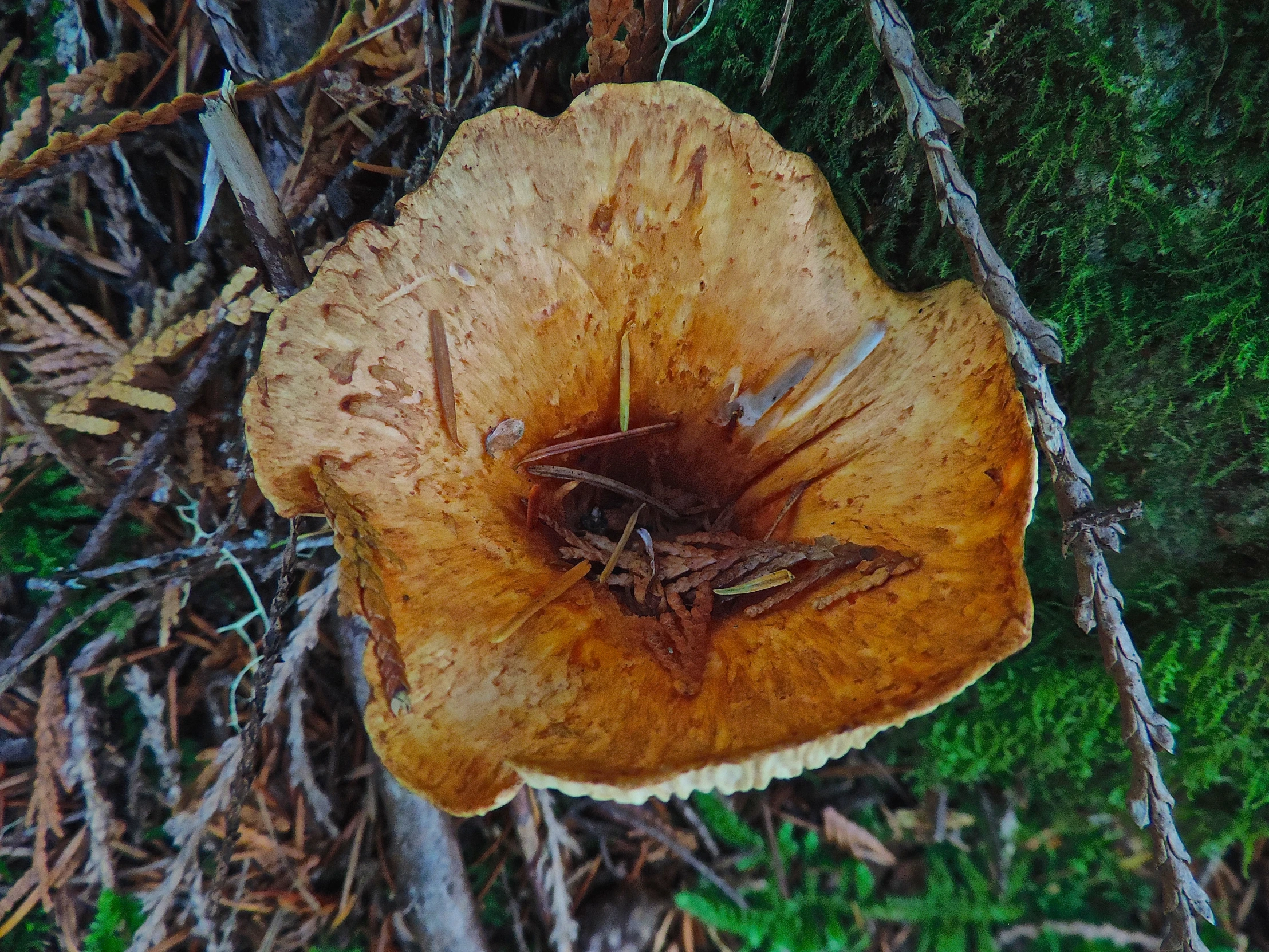 some brown mushrooms growing out of a tree stump