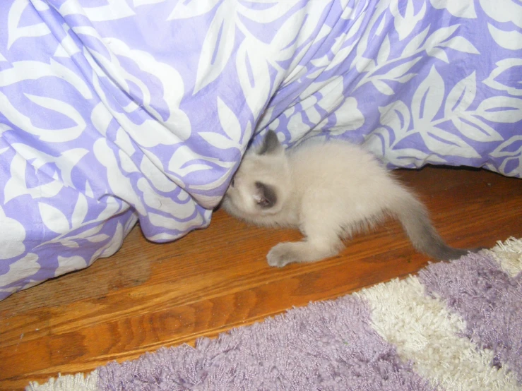 a little kitten that is hiding under a purple and white blanket