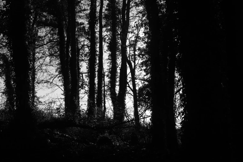 two horses standing next to each other in a forest