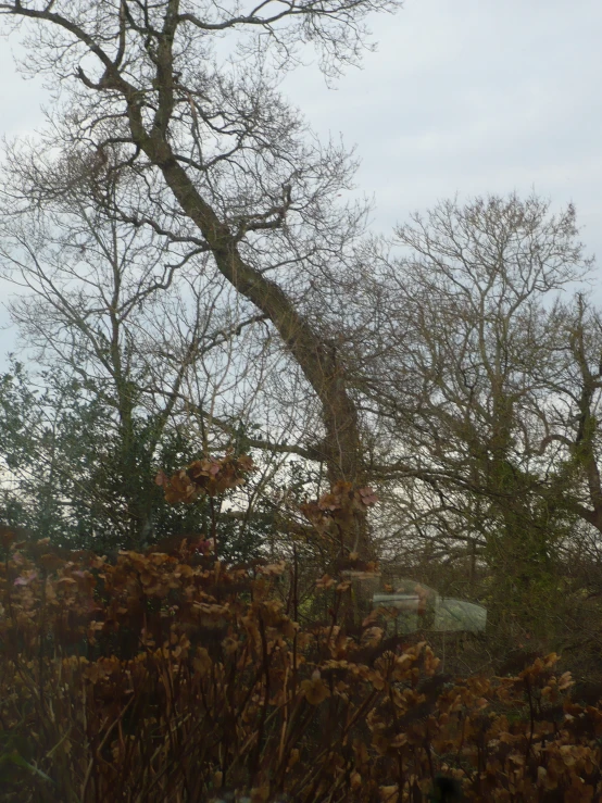 a po looking up at some trees