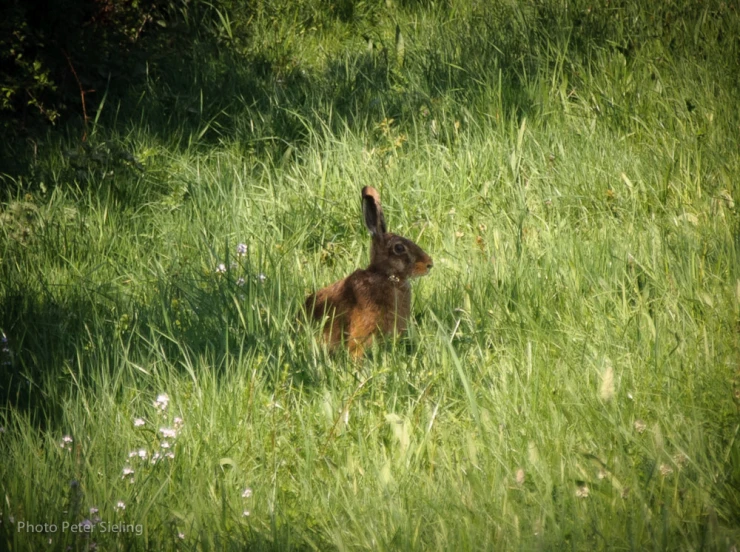 a small bunny running through tall grass in the wild