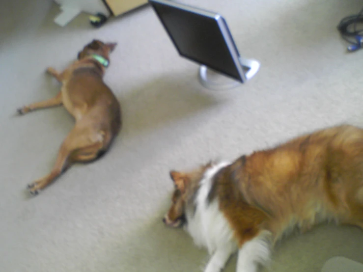two dogs lay down with their eyes closed as a computer screen looks on