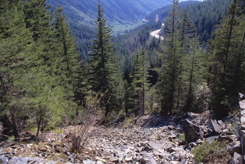 trees that are growing along a rocky road