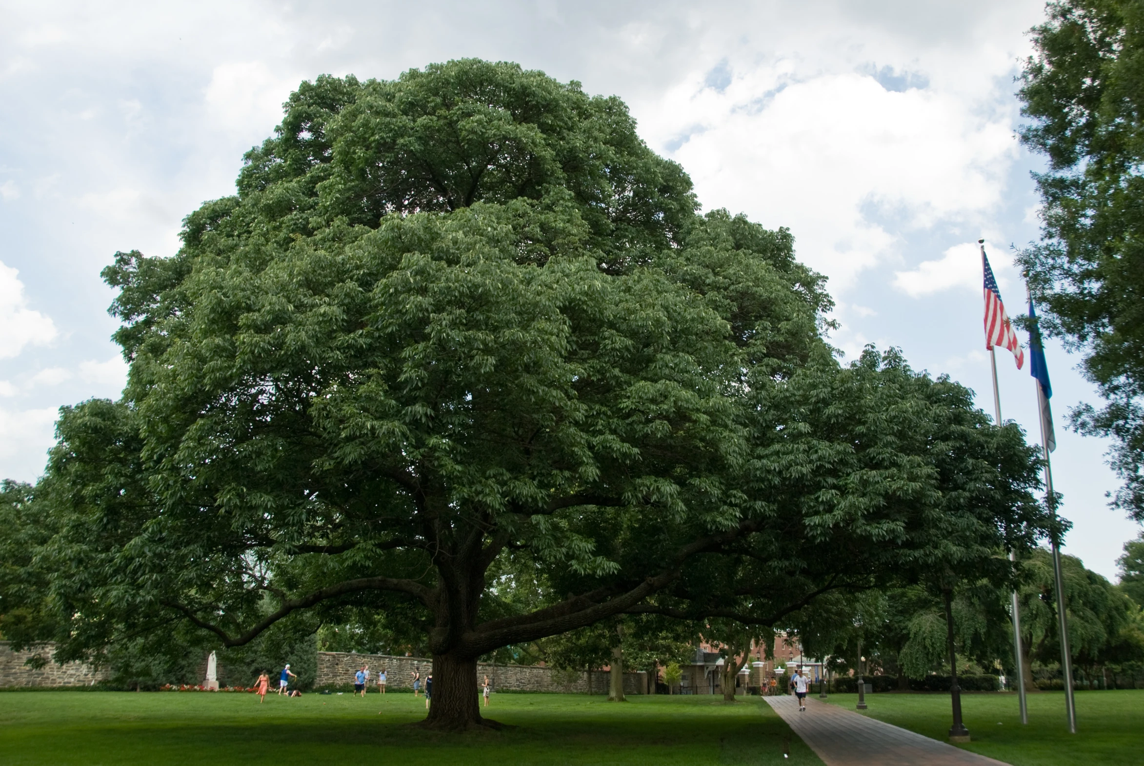 a path leading through a large, leafy park