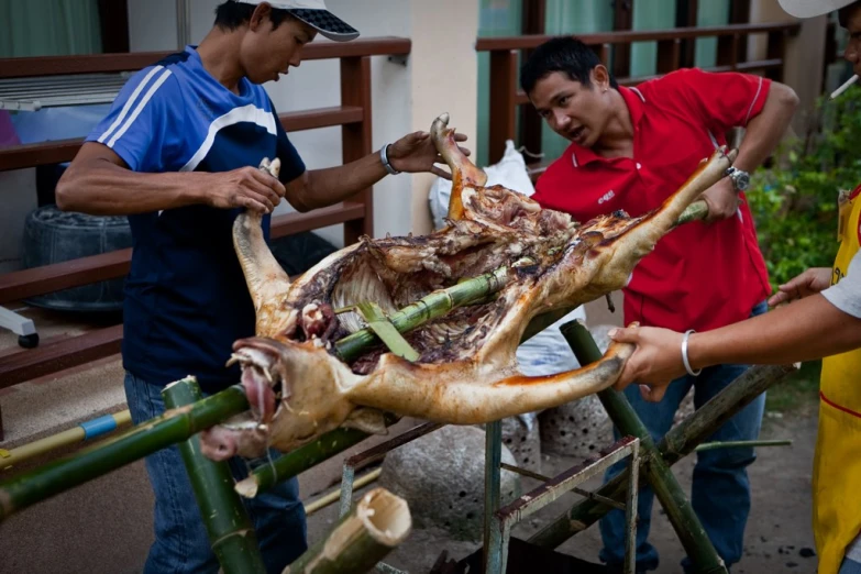 men around an animal that's being worked on