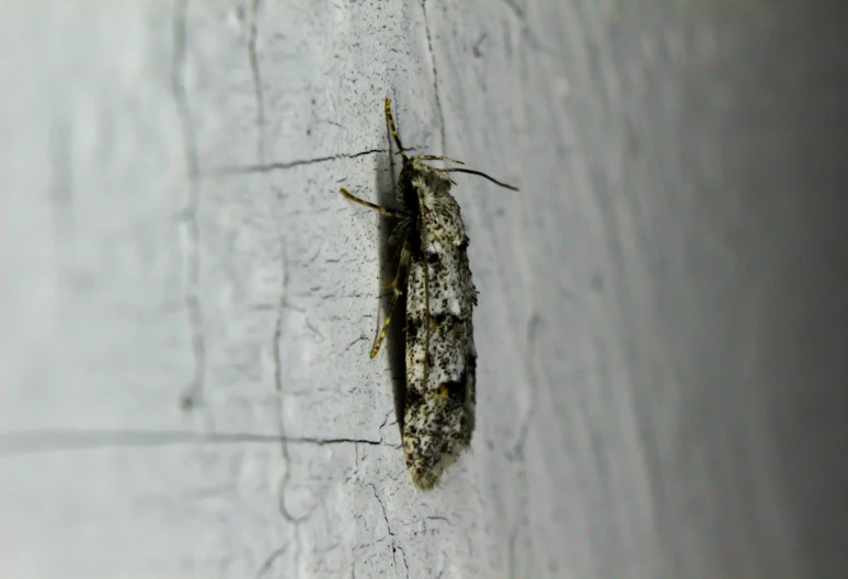 a white moth on a white background