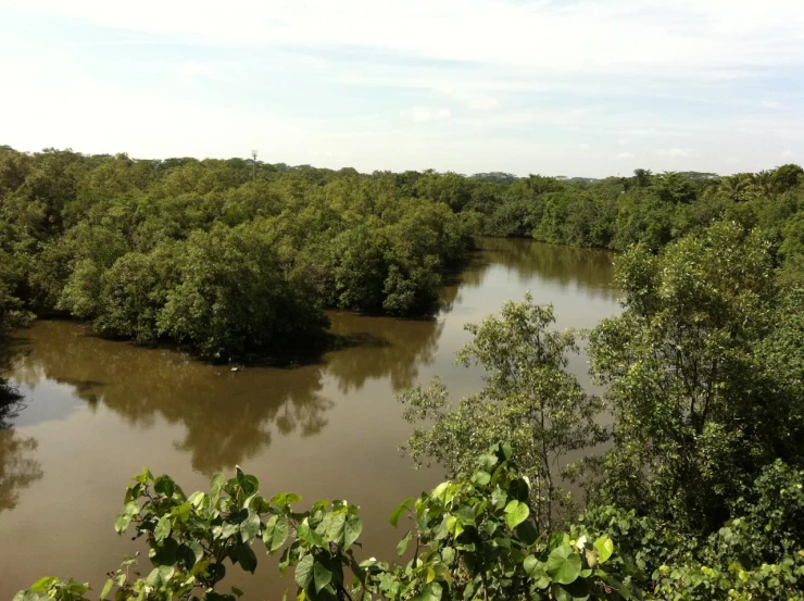 a river surrounded by trees and a forest