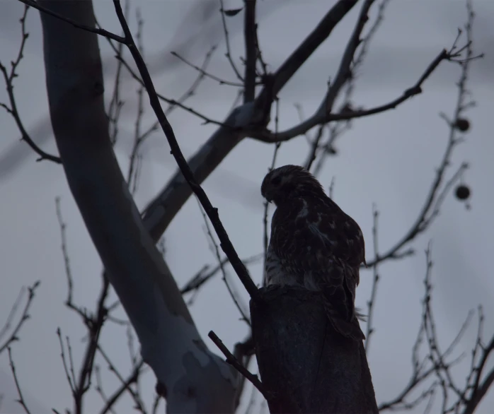 a bird perched on top of a tree nch