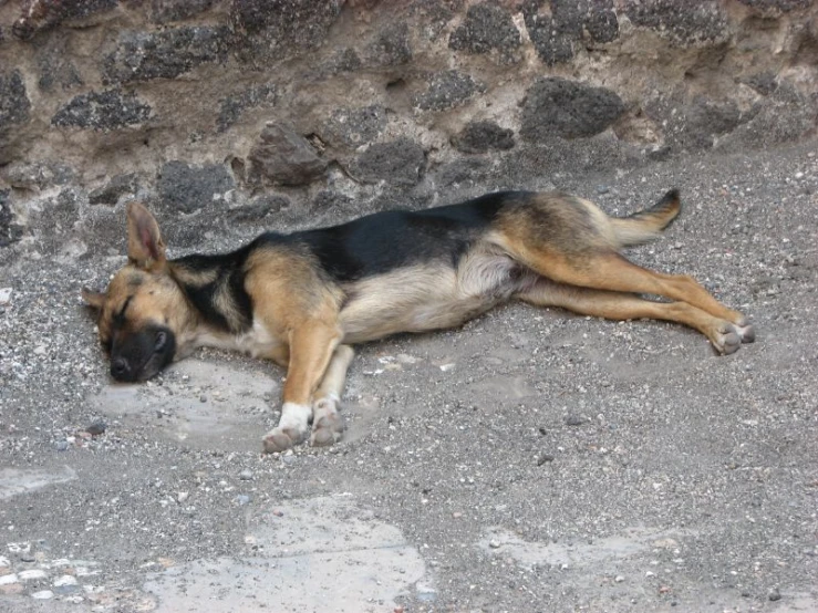 the dog is sleeping on the gravel floor