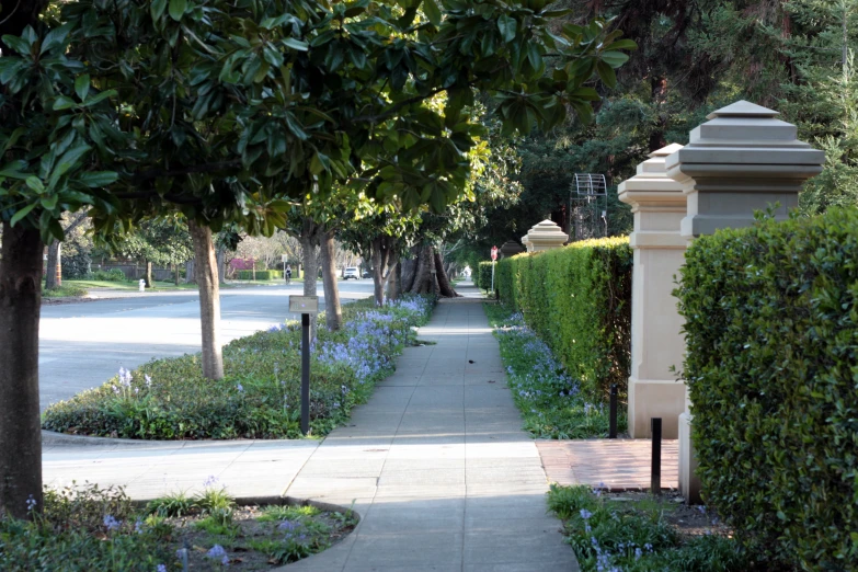 a sidewalk with many trees along it