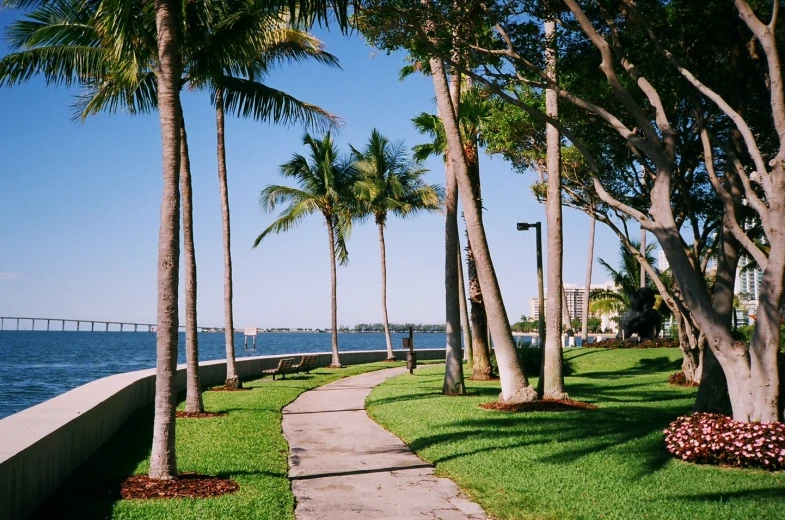 a sidewalk near palm trees with the ocean in the background