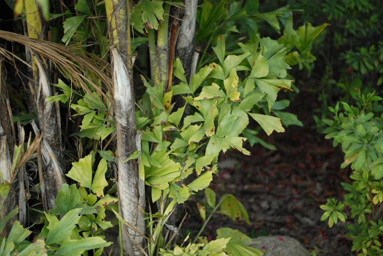 the view of some green leaves on the nches of some trees