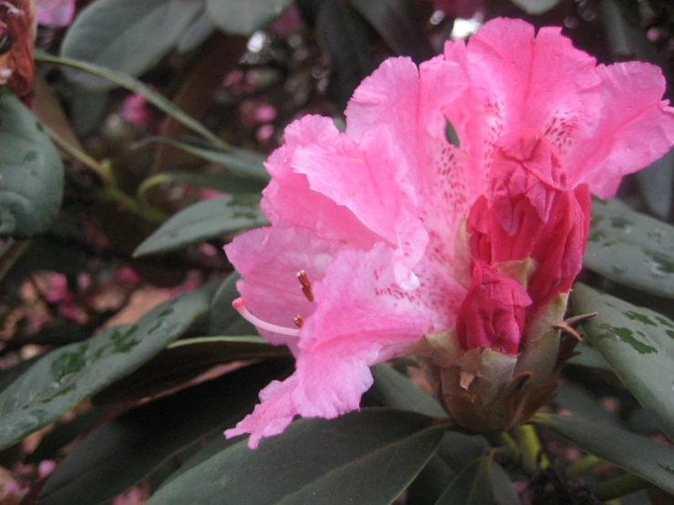 a beautiful pink flower in bloom with green leaves