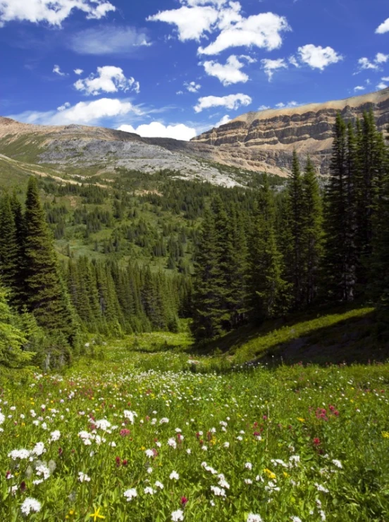 a mountain meadow with tall trees in the background