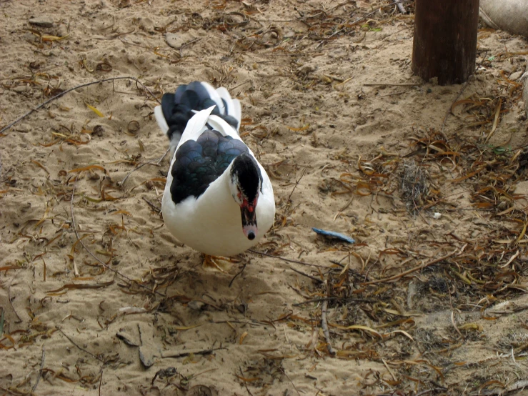 two ducks standing in the sand next to a wooden post