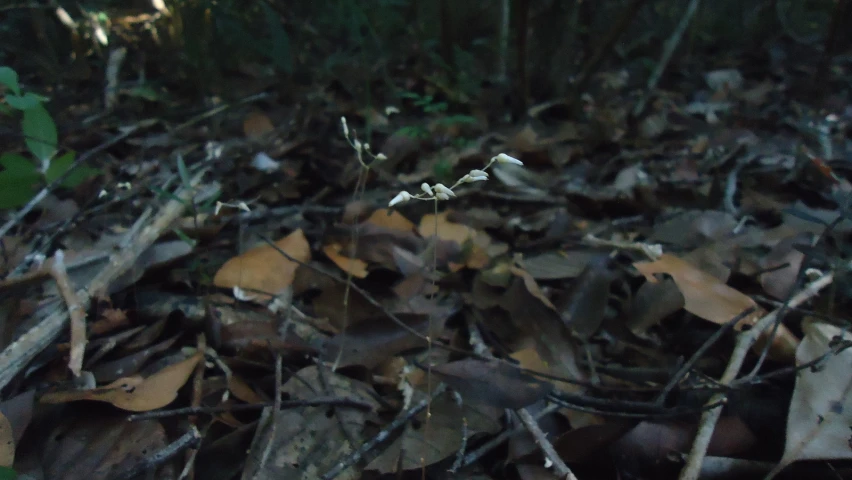 a bird sits in the middle of a patch of leafy ground