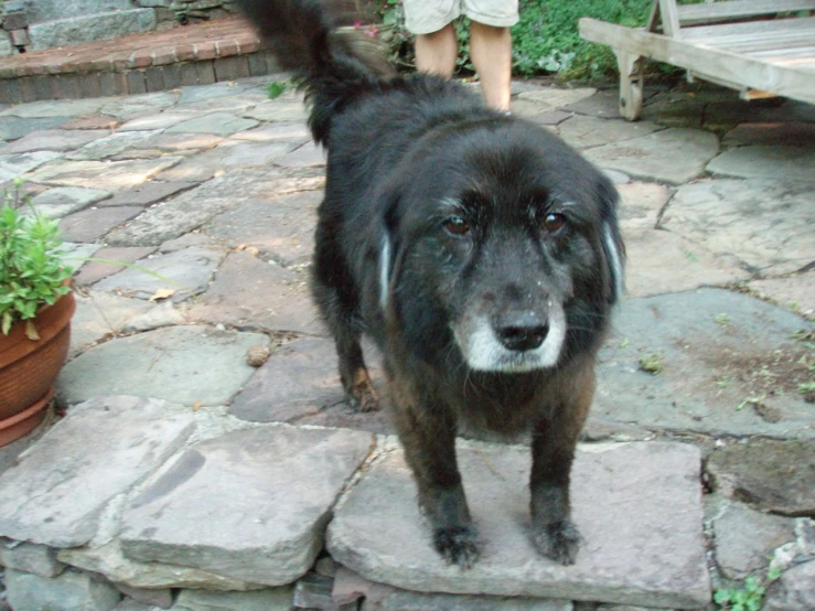 a black dog standing on top of stone walkway