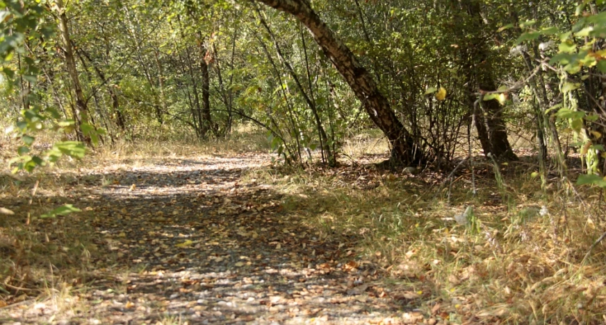 a path in the woods on top of some dirt