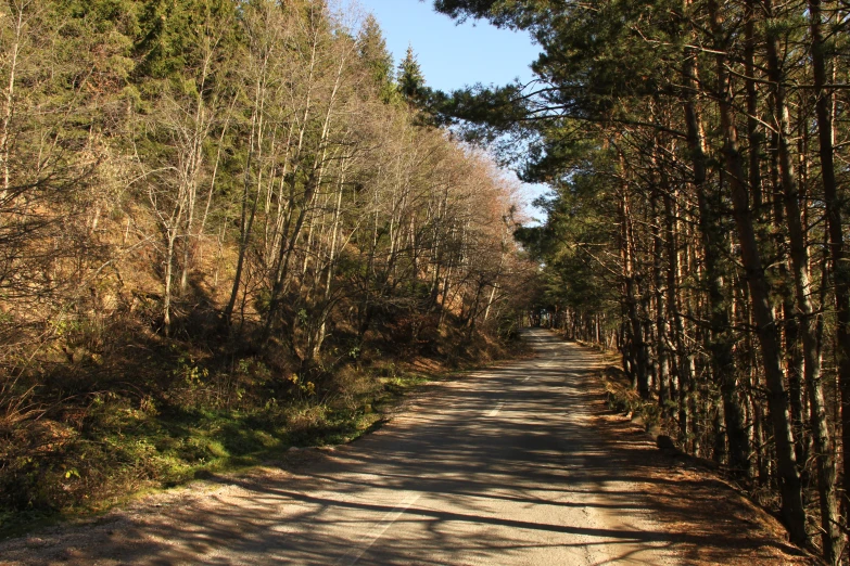 a road between tall pine trees in the woods