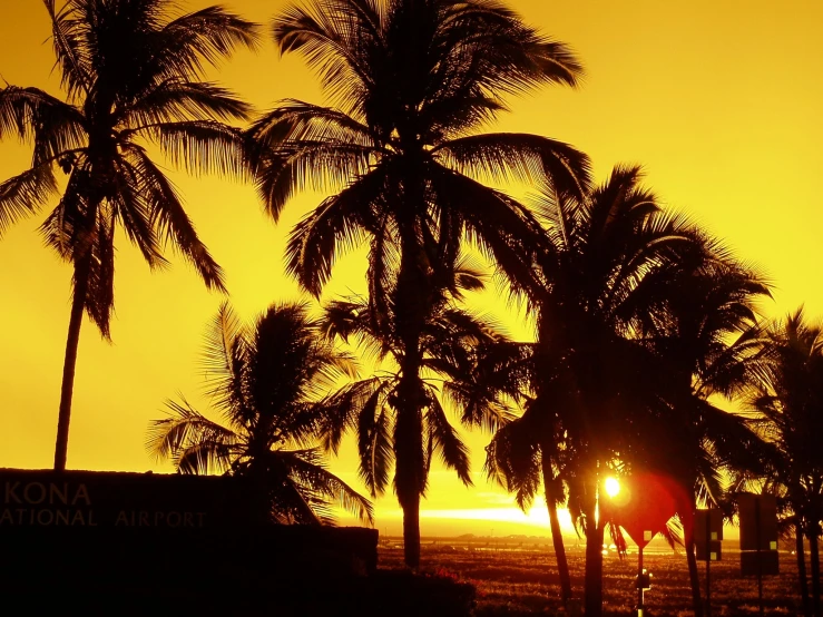 the sun setting behind palm trees with the sign on it