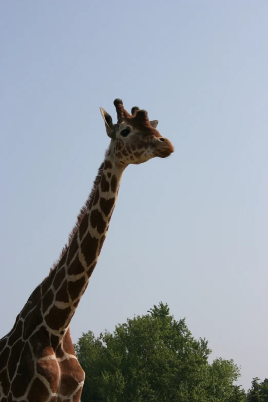 a giraffe looking up in the sky above some trees