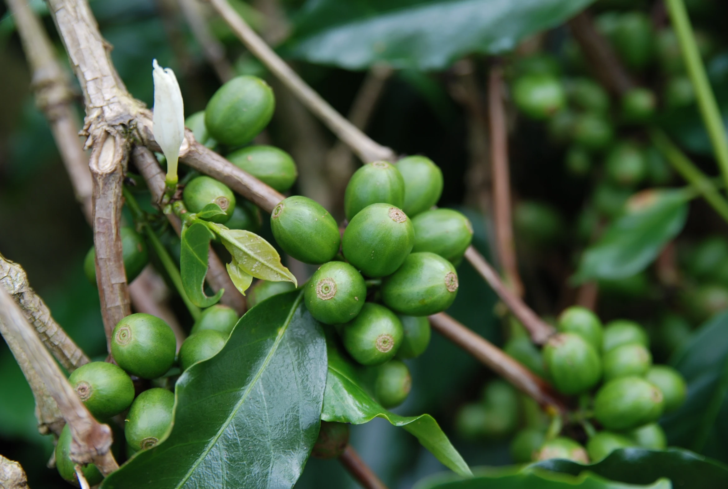 a bush of green fruit on the tree