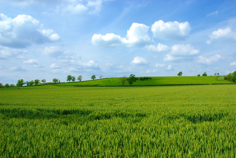 a po of a farm with green grass