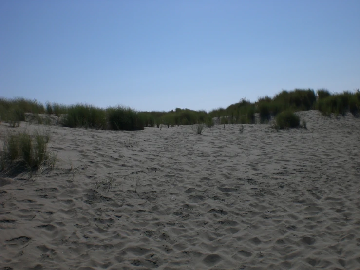 a sandy field with some bushes and grass in the background