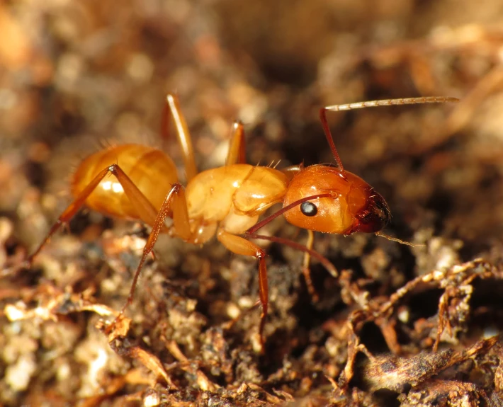 the large red ant is standing on top of the dirt