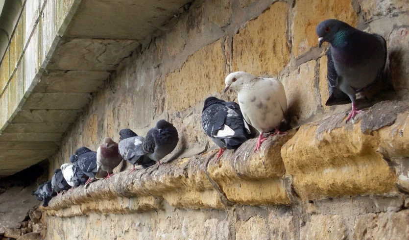 some birds are on some ledges by the wall