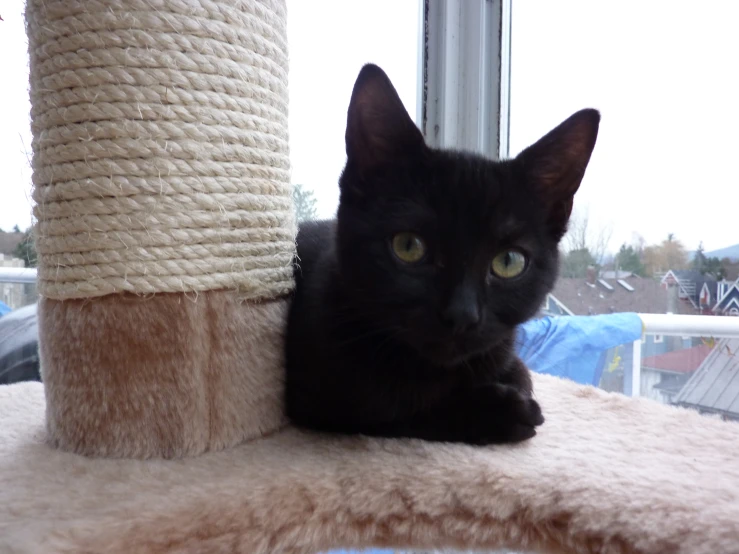 a black cat sitting on top of a scratching post