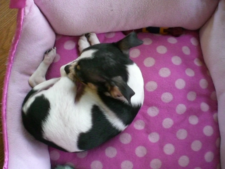 a small black and white dog laying on top of pink pillow