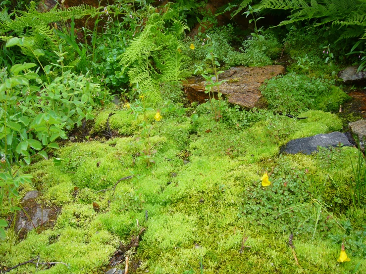 a moss covered ground surrounded by rocks and trees