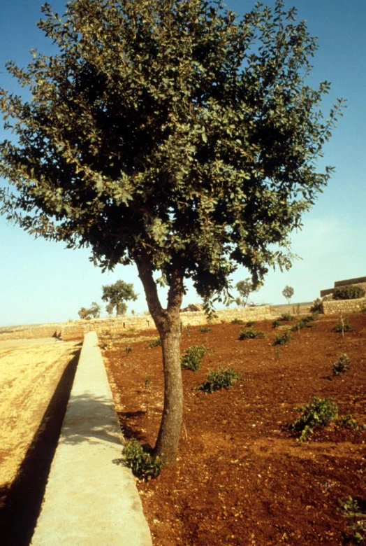 a tree in a dirt field next to a walkway