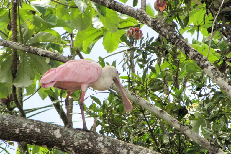 a bird that is perched in a tree