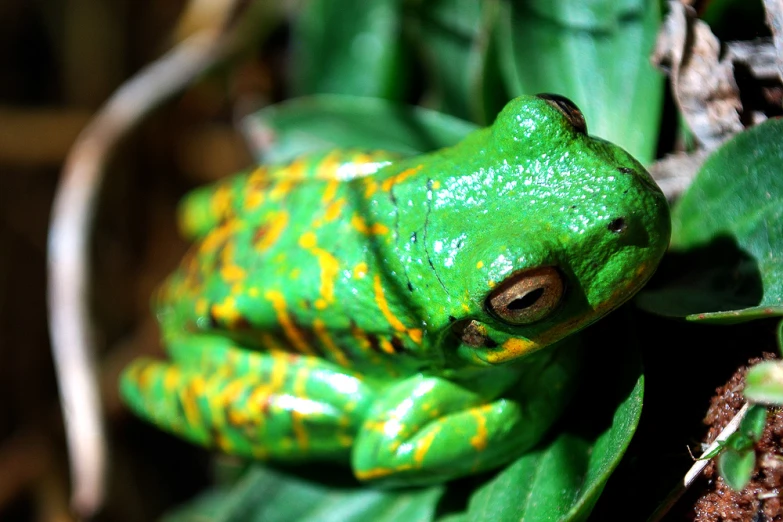 green and yellow frog sitting on top of some leaves