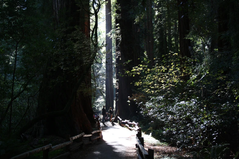 several people sitting on park benches in the woods