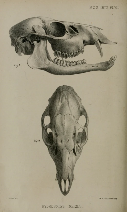 some different types of skulls are shown in this book