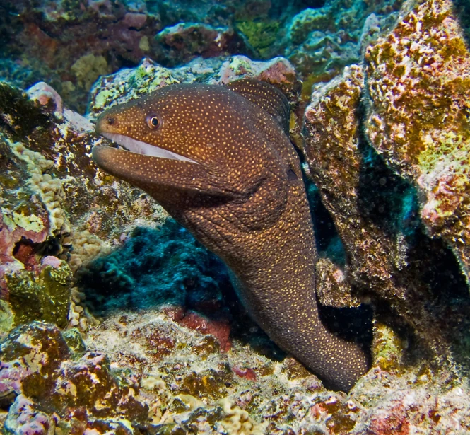 a dugelfish looks out over a sea coral reef