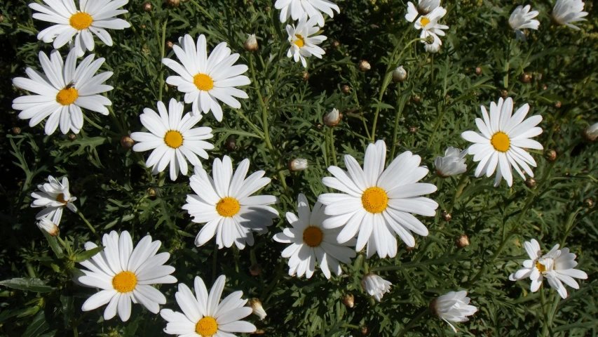 a small group of white and yellow flowers