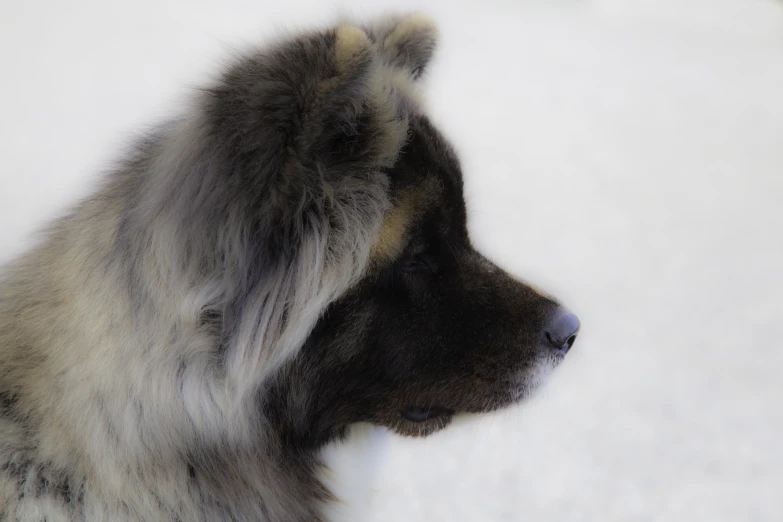 an adorable dark gray dog with white fur